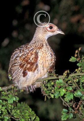 Pheasant Poult 9 weeks Roasting DM0513